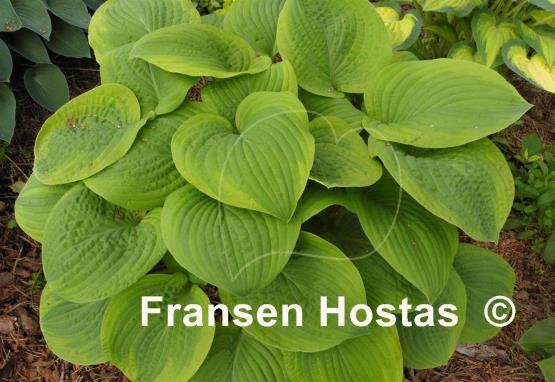 Hosta Indiana Knight