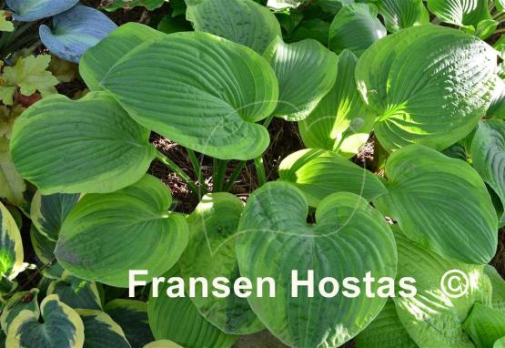 Hosta Indiana Knight