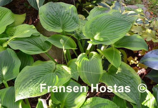 Hosta Indiana Knight