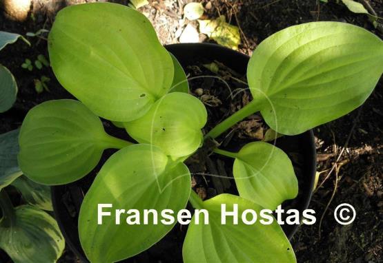 Hosta Indiana Moonshine