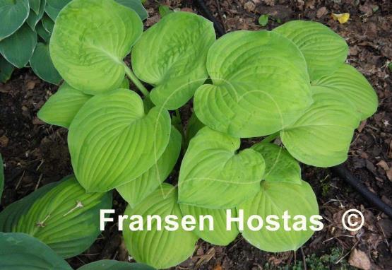 Hosta Indiana Moonshine