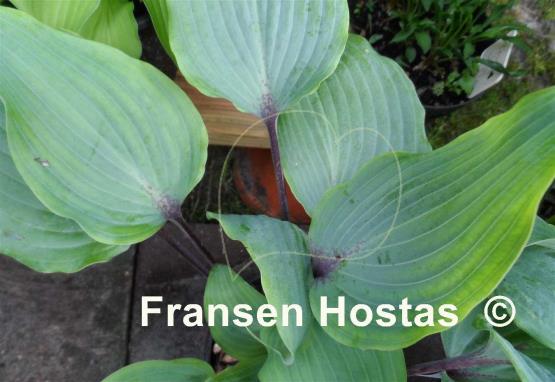 Hosta Infatuation