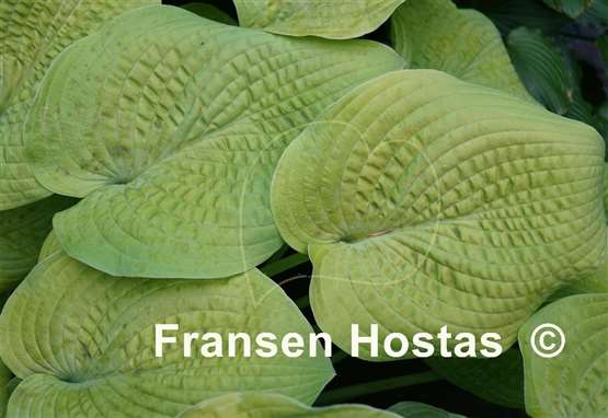 Hosta Innisglow