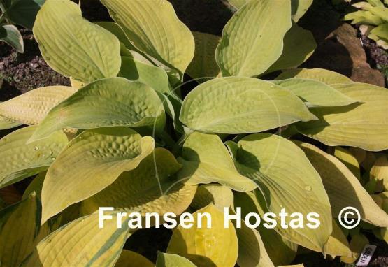 Hosta Innisglow