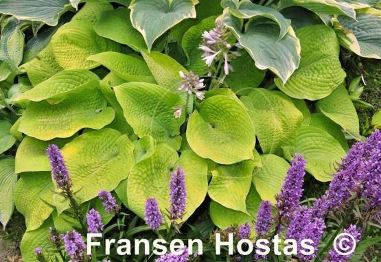 Hosta Innisglow