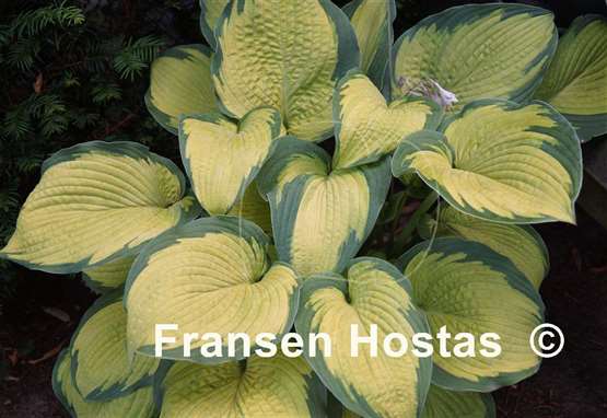 Hosta Inniswood