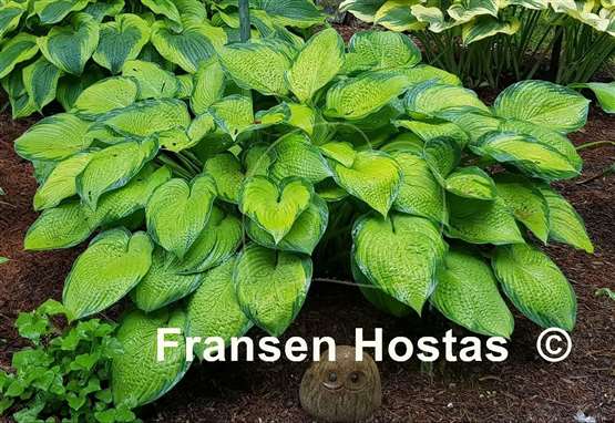 Hosta Inniswood