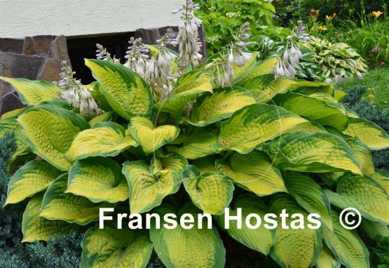 Hosta Inniswood