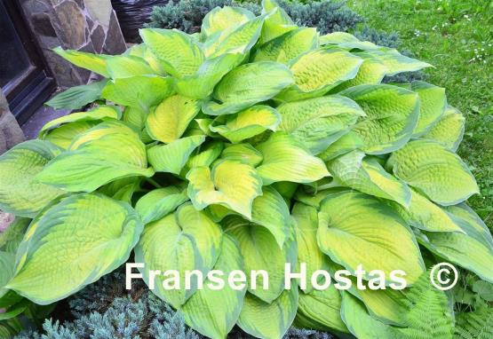 Hosta Inniswood