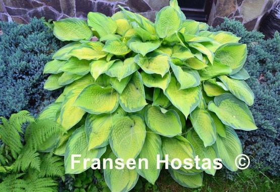 Hosta Inniswood