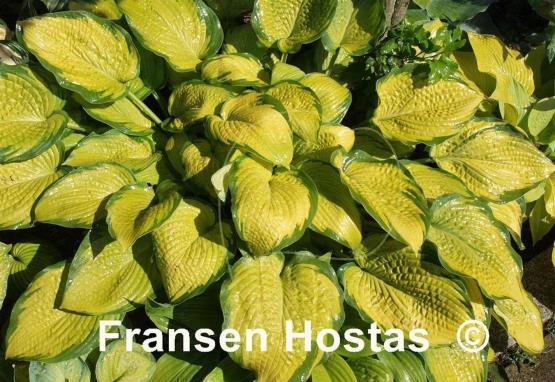 Hosta Inniswood