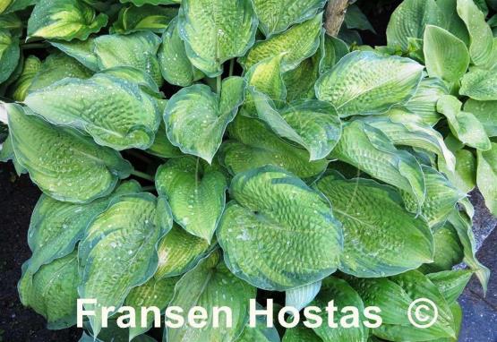 Hosta Inniswood