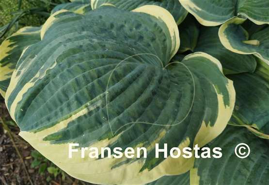 Hosta Inspire Greatness