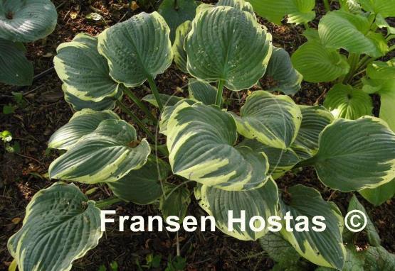 Hosta Inspire Greatness