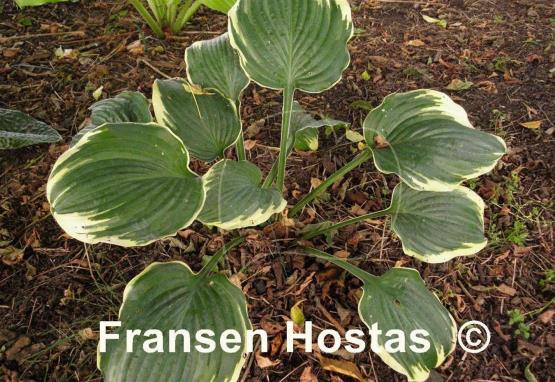 Hosta Inspire Greatness