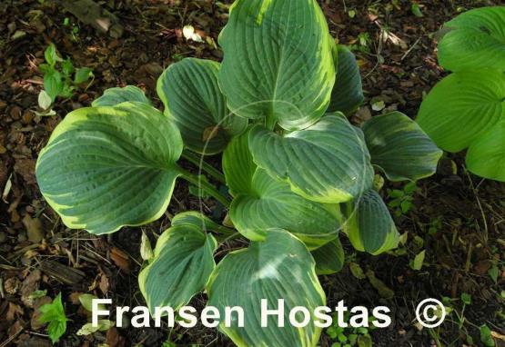 Hosta Inspire Greatness