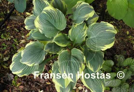 Hosta Inspire Greatness