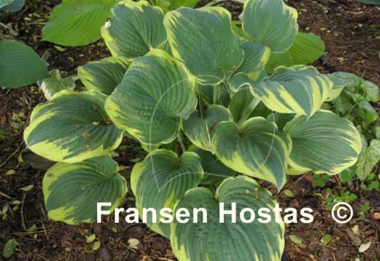 Hosta Inspire Greatness