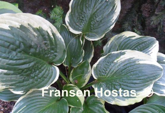 Hosta Inspire Greatness