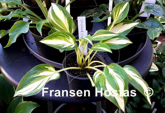 Hosta Instant Gratification