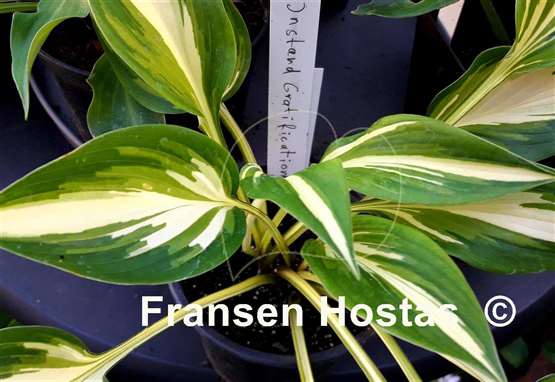 Hosta Instant Gratification