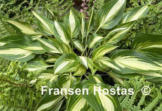 Hosta Instant Gratification