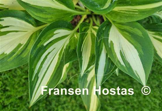 Hosta Instant Gratification