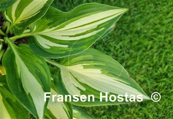 Hosta Instant Gratification