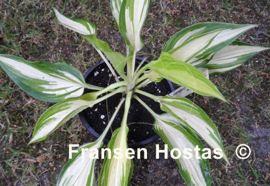 Hosta Instant Gratification