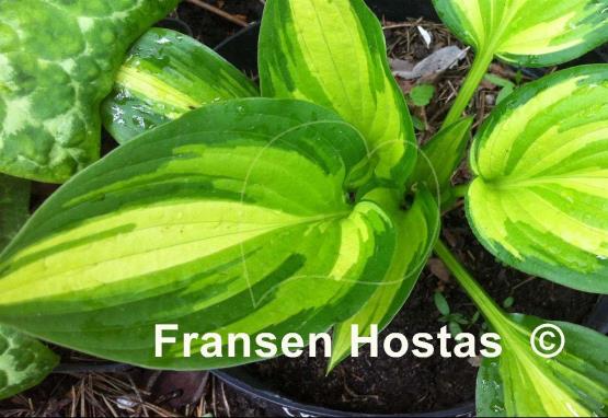 Hosta Instant Gratification