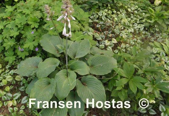 Hosta Interstate 71