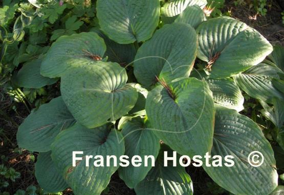Hosta Interstate 71