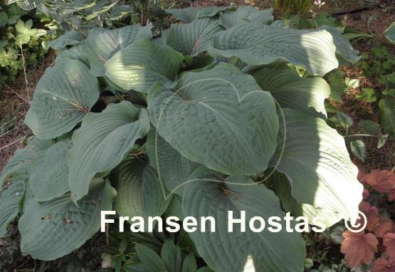 Hosta Interstate 71