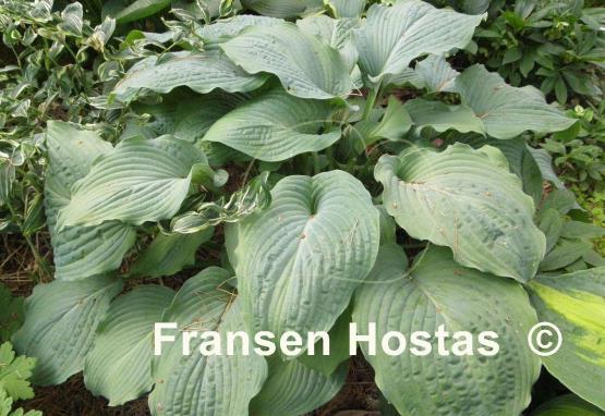 Hosta Interstate 71