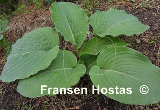 Hosta Interstate 71