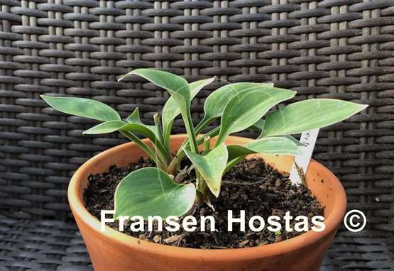 Hosta Introvert