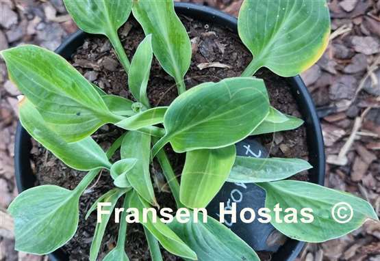 Hosta Introvert