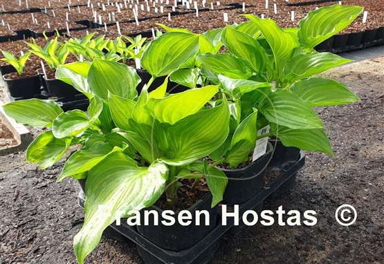 Hosta Invincible Light
