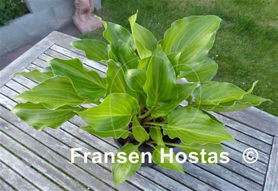Hosta Invincible Light