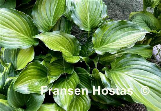 Hosta Invincible Light