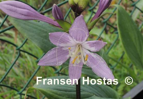 Hosta Invincible Limit