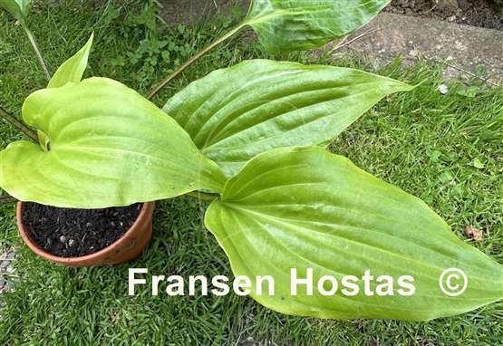 Hosta Invincible Limit