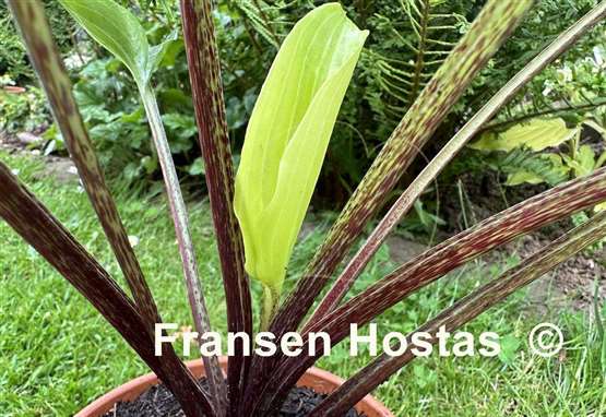 Hosta Invincible Limit