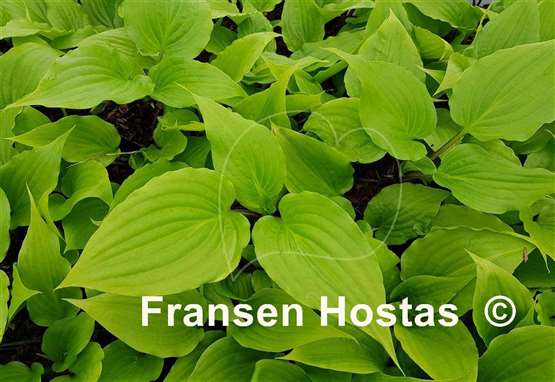 Hosta Invincible Limit