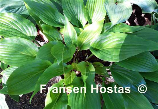 Hosta Invincible Spirit