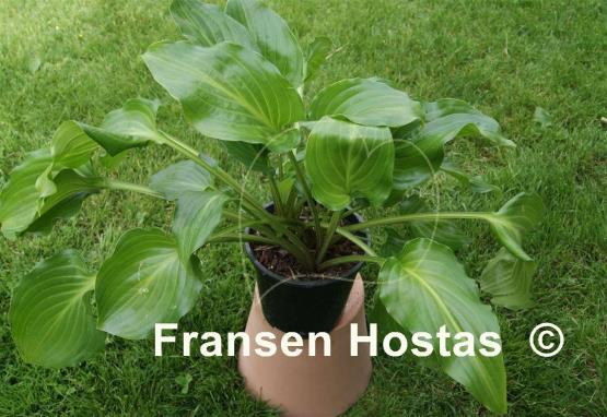Hosta Invincible Light