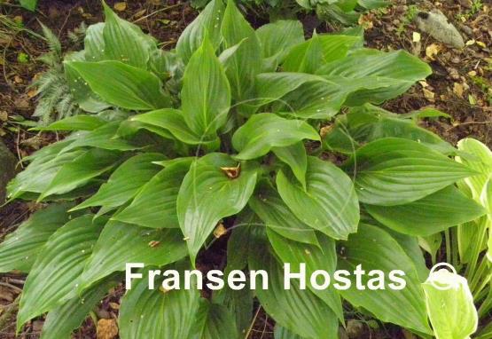 Hosta Invincible Spirit