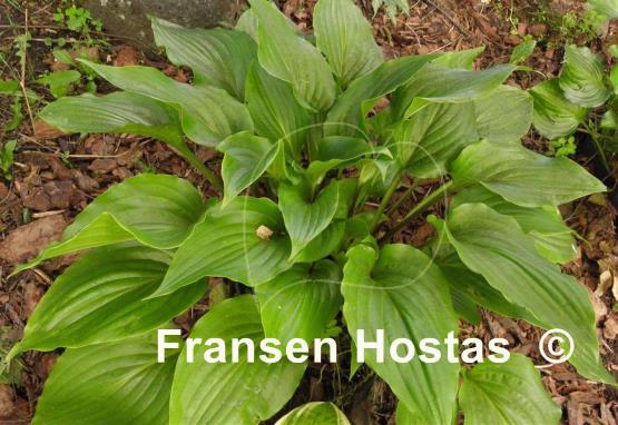 Hosta Invincible Spirit