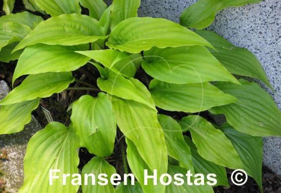 Hosta Invincible Spirit