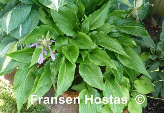 Hosta Invincible Spirit